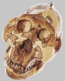 Paranthropus Boisei